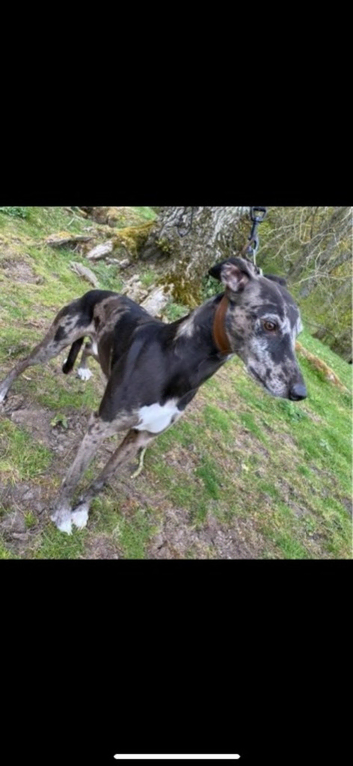 Lurcher for stud