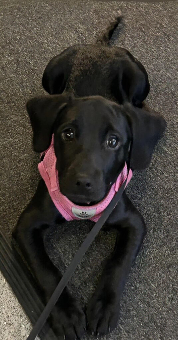 Patterdale terrier female pup