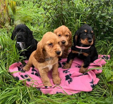 Stunning show type cocker spaniel puppies