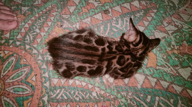Bengal kitten