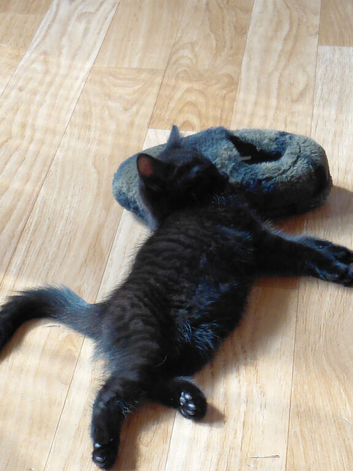 1 Female Kitten