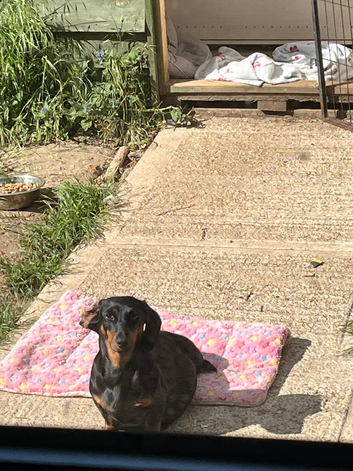 Miniature dachshund girl