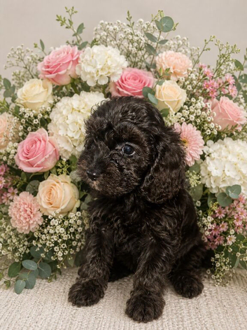 Cavapoos