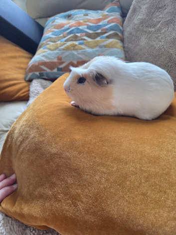 2 male guinee pigs
