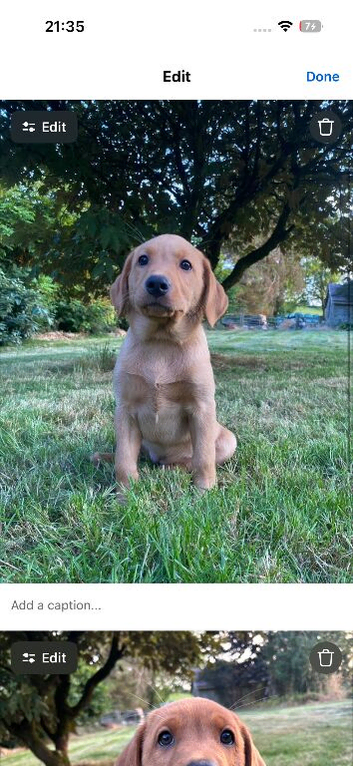 Superb Fox Red & Golden Labrador Puppies