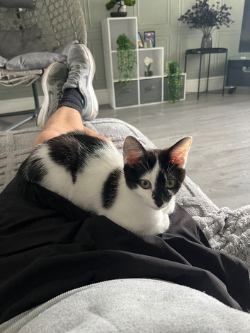 One male cat and one male kitten