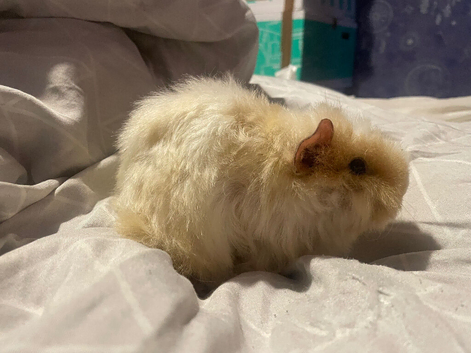 Texel guinea pig