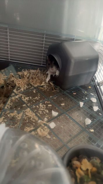 Russian dwarf hamster