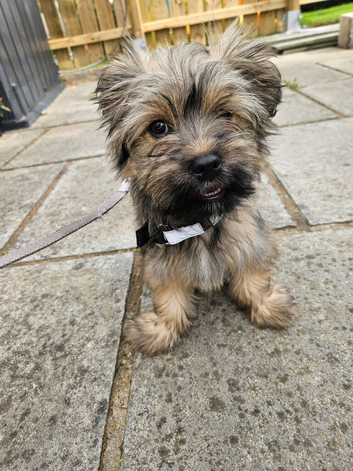 Shih tzu cross
