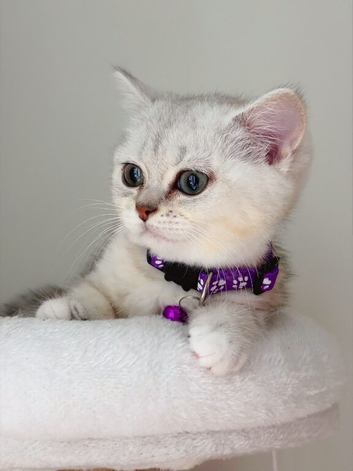 British Shorthair Kittens!