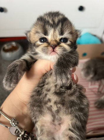 Persian kitten