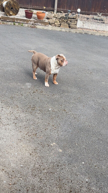 Old tyme bulldog loving home only
