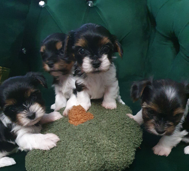 Biewer Terrier