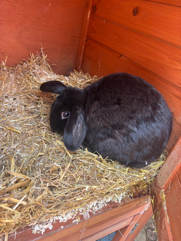 Female Entire Mini Lop