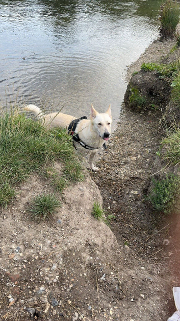 White German Shepherd