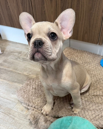 1 beautiful French bulldog
