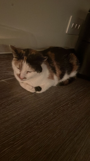 peaches