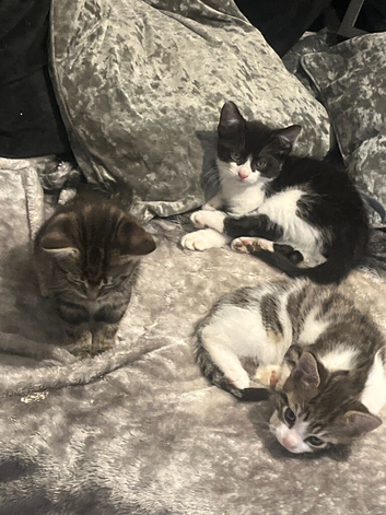 3 kittens for sale