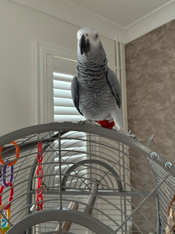 African Grey