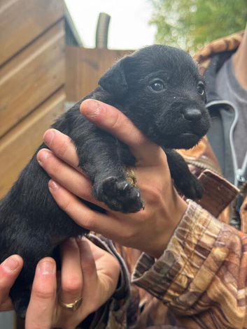 pure patterdale puppies