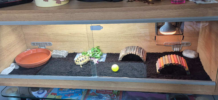 Horsfield Tortoise