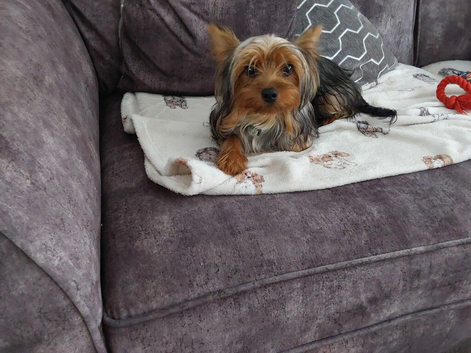 8 mth pedigre mini yorkshire terrier