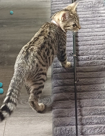 Tabby
