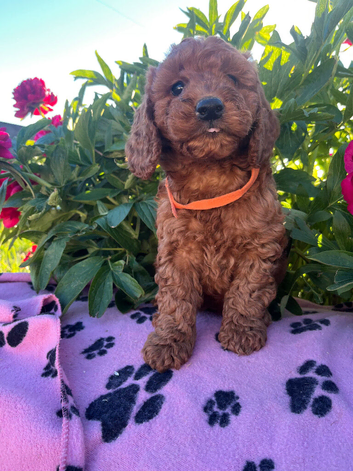Stunning cockapoo puppies