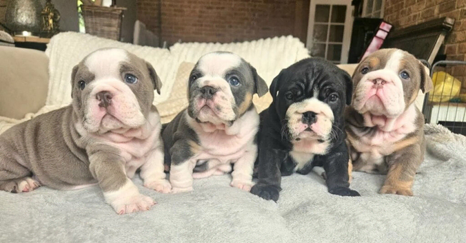 Beautiful English Bulldog Puppies &ndash; Raised With Love