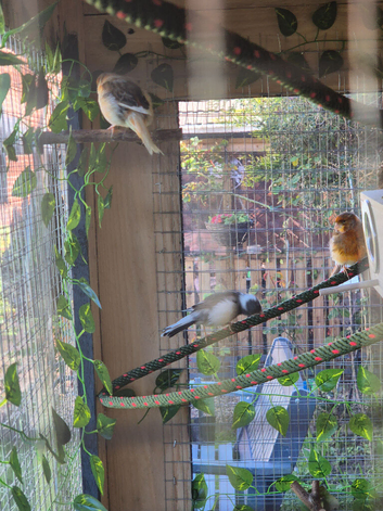 Canary for sale