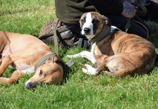 2 lurchers looking for new home