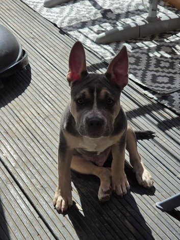 Bully cross French bulldog