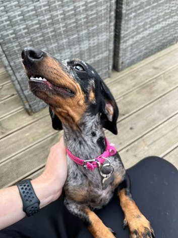 15 month female