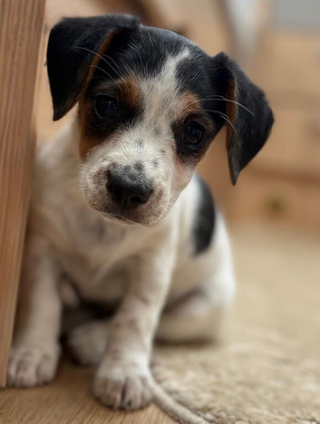 Traditional short-legged Jack Russell puppies.