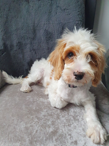 Cavapoo Puppy Girl