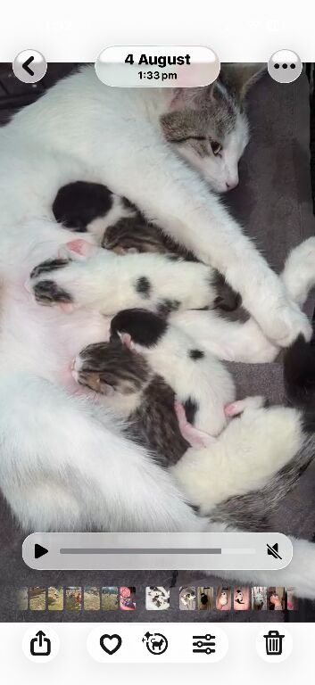 Kittes