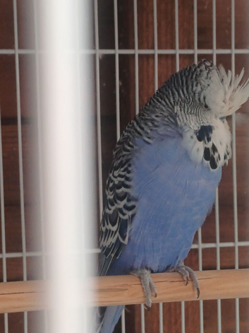 Exhibition budgie