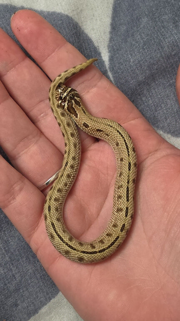 Female 2026 Conda stripe hognose