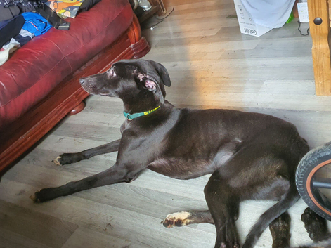 Whippet