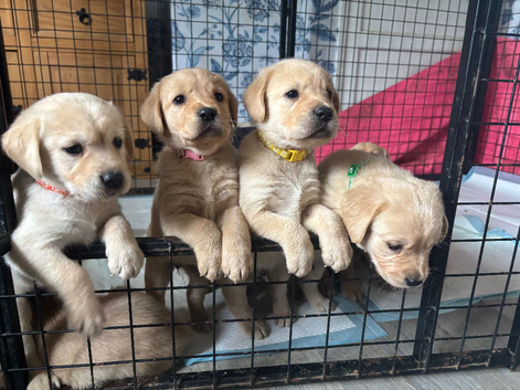 Goldador pups