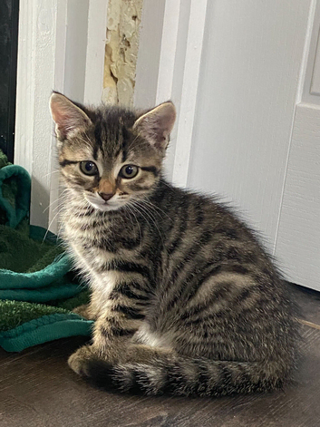 Tabby Kittens Ready to New Home Medway