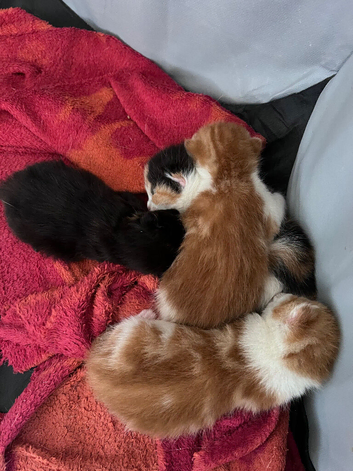 Calico / ginger kittens
