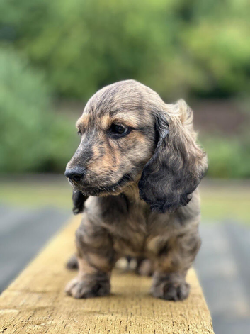 Miniature longhair dachshund male