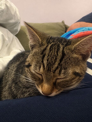Moxed male bengal 4 months old ready to leave