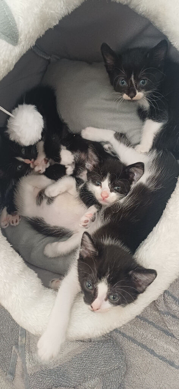 Kittens each comes with new cat carriers. only 1 left
