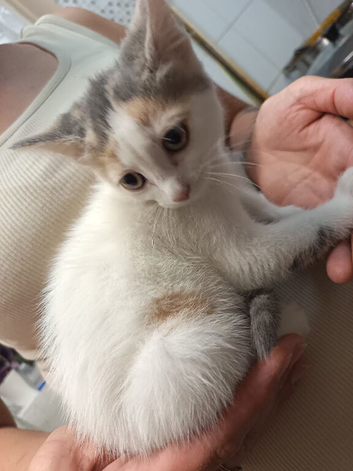 Kittens