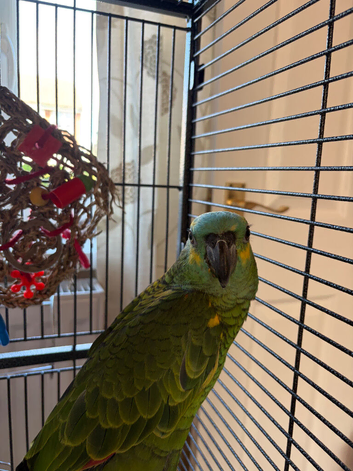 Blue fronted baby Amazon 18 weeks old