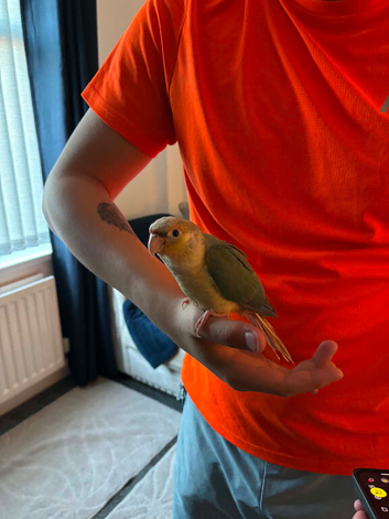 Green cheek conure for Sale