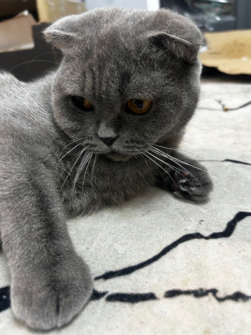Beautiful & Well-Mannered 1-Year-Old and a half Blue (grey) Scottish Fold Female