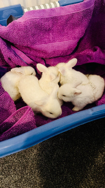 Rabbit&rsquo;s family